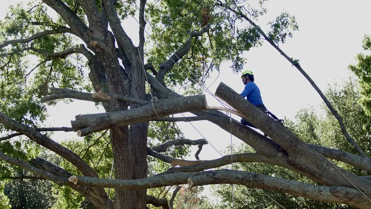 Professional Crown Thinning performed by certified arborists in Little Falls