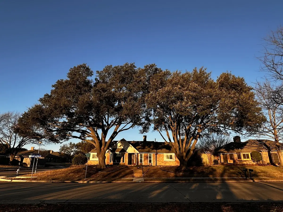 Established residential canopy tree shading a home in Little Falls